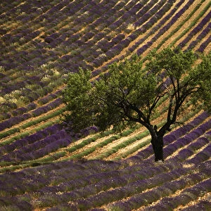 France, Haute Province, Vaucluse, Lonely tree in lavender field