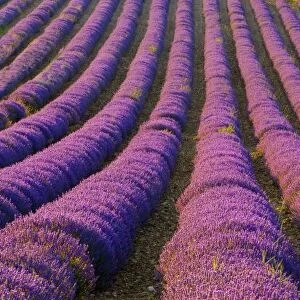 France, Provence Region. Orderly rows of lavender. Credit as: Jim Zuckerman / Jaynes
