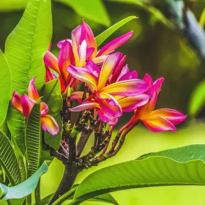 Frangipani Plumeria, Moorea, Tahiti, French Polynesia