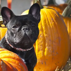 A French Bulldog sitting between a row of pumpkins