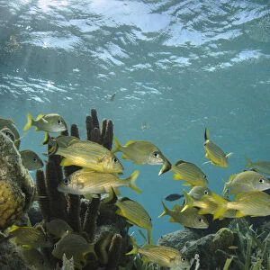 French Grunt (Haemulon flavolineatum), Halfmoon Caye, Lighthouse Reef Atoll, Belize