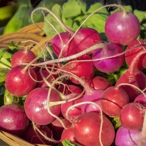 Fresh Radish Print, USA Farmers Market Scene Fresh Radish Print, USA Farmers Market Scene
