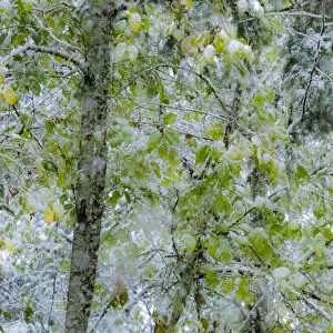 Fresh snow on alder trees