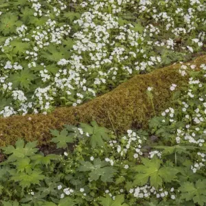 Fringed Phacelia flowers, Great Smoky Mountains, National Park, Tennessee