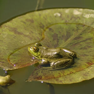 Frog on a lilly pad at a pond in Amador county, California