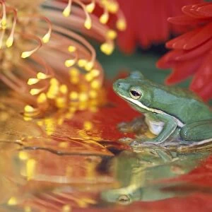 Frog and reflections among flowers. Credit as: Nancy Rotenberg / Jaynes Gallery /