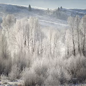 Frost covered trees at sunrise, Grand Teton National Park, Wyoming