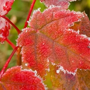 Frost crystals outlines maple leaves at the Benjamin Farm in Scarborough, Maine