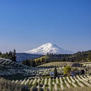 Fruit orchards in full bloom with Mount Adams in Hood River, Oregon, USA