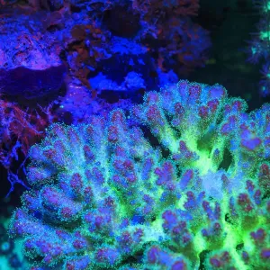 Fused Staghorn Coral, Day Fluorescing, Palau, Rock Islands-World Herititage Site