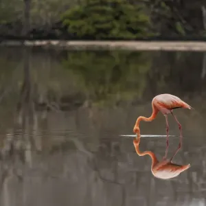 Galapagos Flamingo or Caribbean flamingo, Flamingo Lagoon, Punta Cormorant. Floreana Island, Galapagos Isalnds, Ecuador