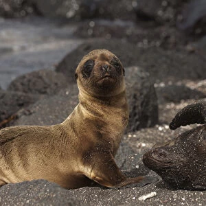 Galapagos Fur Seal & Pup (Arctocephalus galapagoensis) Cabo Douglas, Fernandina Island