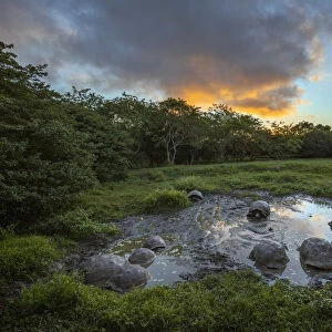 Galapagos giant tortoise gathering in small pond at sunset. Genovesa Island, Galapagos Islands, Ecuador