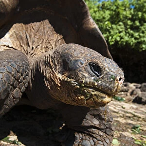 Galapagos Islands, Ecuador. Giant tortoise at the Charles Darwin Research Station