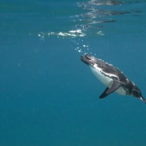Galapagos Penguin (Spheniscus mendiculus) Bartolome Island, Galapagos Islands, Ecuador