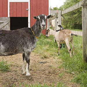 Galena, Illinois, USA. Three dairy goats in front of a red barn. (PR)