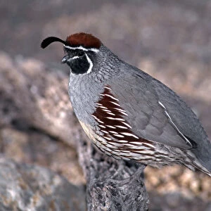 Gambels quail (Lophortyx gambelii), male perched on cholla branch, Saguaro National Park
