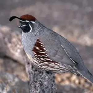 Gambels quail (Lophortyx gambelii), male perched on cholla branch, Saguaro National Park Gambels quail (Lophortyx gambelii), male perched on cholla branch, Saguaro National Park
