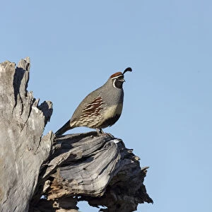 Gambles quail, Callipepla gambelii, Bosque del Apache NWR, New Mexico
