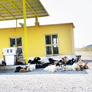 A gas station petrol station in the country side with free roaming goats are getting