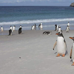 Gentoo and Magellanic penguins loaf on the beach at New Island in the Falklands