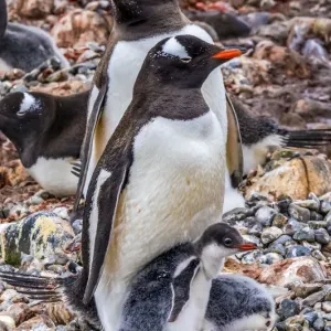 Gentoo Penguin family and chick, Yankee Harbor, Greenwich Island, Antarctica