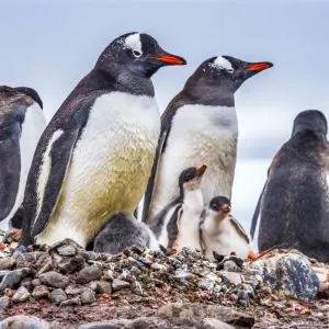 Gentoo Penguin family and chicks, Yankee Harbor, Greenwich Island, Antarctica
