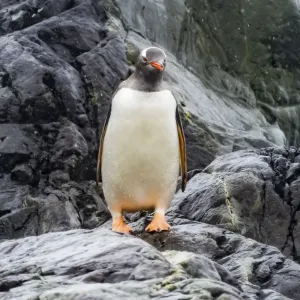 Pingouin de Gentoo, Baie du Paradis, Anse Skontorp, Antarctique. Pingouin de Gentoo, Baie du Paradis, Anse Skontorp, Antarctique.