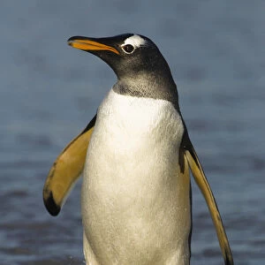 Gentoo Penguin (Pygoscelis papua) on the beach after returning from feeding at sea