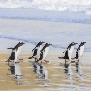 Pinguin Gentoo (Pygoscelis papua), Falklandsinseln. Südamerika, Falklandsinseln Pinguin Gentoo (Pygoscelis papua), Falklandsinseln. Südamerika, Falklandsinseln