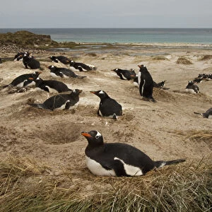 Gentoo Penguin (Pygoscelis papua) colony. West Falkland. FALKLAND ISLANDS