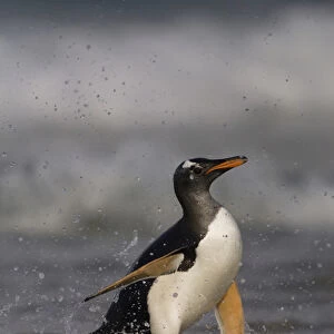 Gentoo Penguin (Pygoscelis papua) coming in on the surf. Pebble Island. Off north