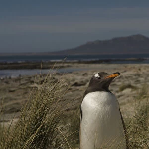 Gentoo Penguin (Pygoscelis papua) Keppel Island. Off north coast of West Falkland