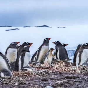 Gentoo Penguin rookery, Yankee Harbor, Greenwich Island, Antarctica