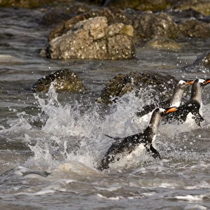 Gentoo penguins, Pygoscelis papua, coming ashore