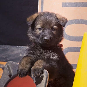 German Shepherd puppy (PR)