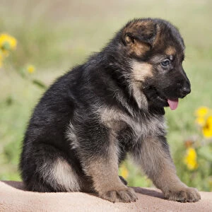 German Shepherd puppy sitting on adobe wall with sunflowers in the background