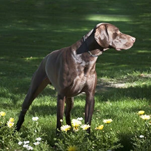 A German Shorthaired Pointer standing in a splash of light behind some daisies in a park