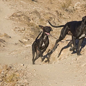 Two German Shorthaired Pointers running on a trail in the foothills of the Colorado