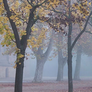 Germany, Rheinland-Pfalz, Speyer, Domgarten, cathedral park, fog, morning