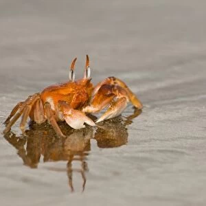 Ghost Crab (Ocypode gaudichaudii) Santiago Island, Galapagos Islands, Ecuador. They