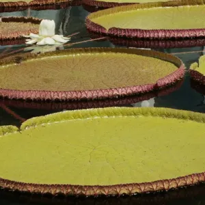 Giant Amazonian Water Lilies Print, Como Park Zoo Conservatory
