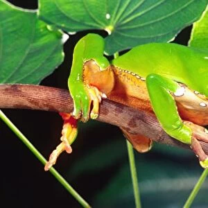 Giant Bicolor Monkey Treefrog