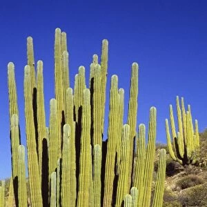 Giant Cardon Cactus, Baja California, Mexico