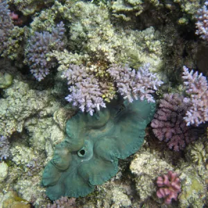 Giant Clam, Agincourt Reef, Great Barrier Reef, North Queensland, Australia