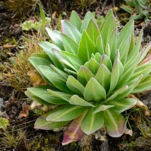 Giant Lobelia Print - Bale Mountains National Park, Ethiopia Giant Lobelia Print - Bale Mountains National Park, Ethiopia