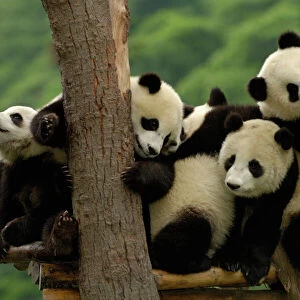 Giant panda babies