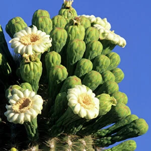 Giant saguaro cactus (Cereus giganteus) in bloom, Saguaro National Park, Tucson, Arizona