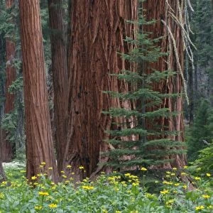 Giant Sequoia trees in the forest, Sequoia and Kings Canyon National Park, California