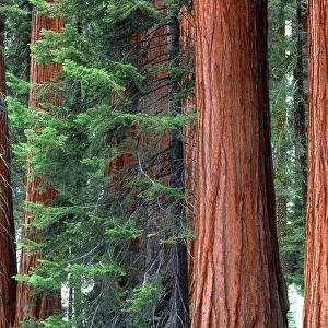 Giant Sequoias amid young pines in the Giant Forest, Sequoia National Park, California, USA